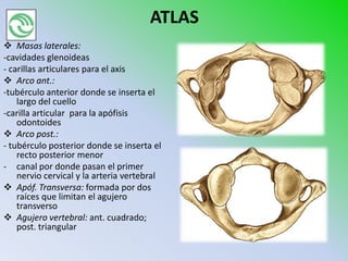 ATLAS
 Masas laterales:
-cavidades glenoideas
- carillas articulares para el axis
 Arco ant.:
-tubérculo anterior donde se inserta el
    largo del cuello
-carilla articular para la apófisis
    odontoides
 Arco post.:
- tubérculo posterior donde se inserta el
    recto posterior menor
- canal por donde pasan el primer
    nervio cervical y la arteria vertebral
 Apóf. Transversa: formada por dos
    raíces que limitan el agujero
    transverso
 Agujero vertebral: ant. cuadrado;
    post. triangular
 