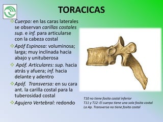 TORACICAS
Cuerpo: en las caras laterales
 se observan carillas costales
 sup. e inf. para articularse
 con la cabeza costal
Apóf Espinosa: voluminosa;
 larga; muy inclinada hacia
 abajo y unituberosa
 Apóf. Articulares: sup. hacia
 atrás y afuera; inf. hacia
 delante y adentro
Apóf. Transversa: en su cara
 ant. la carilla costal para la
 tuberosidad costal               T10 no tiene fosita costal inferior
Agujero Vertebral: redondo       T11 y T12: El cuerpo tiene una sola fosita costal
                                  La Ap. Transversa no tiene fosita costal
 