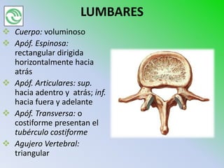 LUMBARES
 Cuerpo: voluminoso
 Apóf. Espinosa:
  rectangular dirigida
  horizontalmente hacia
  atrás
 Apóf. Articulares: sup.
  hacia adentro y atrás; inf.
  hacia fuera y adelante
 Apóf. Transversa: o
  costiforme presentan el
  tubérculo costiforme
 Agujero Vertebral:
  triangular
 