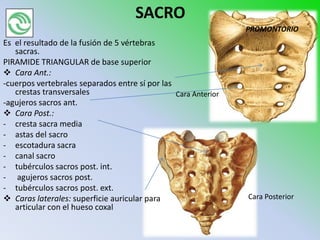 SACRO
                                                                PROMONTORIO
Es el resultado de la fusión de 5 vértebras
   sacras.
PIRAMIDE TRIANGULAR de base superior
 Cara Ant.:
-cuerpos vertebrales separados entre sí por las
   crestas transversales                        Cara Anterior
-agujeros sacros ant.
 Cara Post.:
- cresta sacra media
- astas del sacro
- escotadura sacra
- canal sacro
- tubérculos sacros post. int.
- agujeros sacros post.
- tubérculos sacros post. ext.
 Caras laterales: superficie auricular para                    Cara Posterior
   articular con el hueso coxal
 