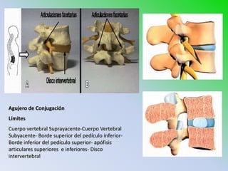 Agujero de Conjugación
Límites
Cuerpo vertebral Suprayacente-Cuerpo Vertebral
Subyacente- Borde superior del pedículo inferior-
Borde inferior del pedículo superior- apófisis
articulares superiores e inferiores- Disco
intervertebral
 