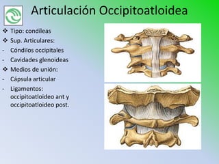 Articulación Occipitoatloidea
   Tipo: condíleas
   Sup. Articulares:
-   Cóndilos occipitales
-   Cavidades glenoideas
   Medios de unión:
-   Cápsula articular
-   Ligamentos:
    occipitoatloideo ant y
    occipitoatloideo post.
 