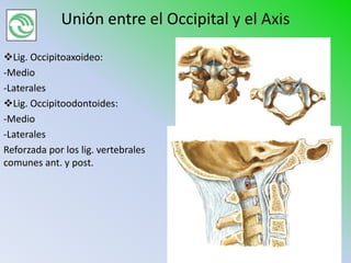 Unión entre el Occipital y el Axis

Lig. Occipitoaxoideo:
-Medio
-Laterales
Lig. Occipitoodontoides:
-Medio
-Laterales
Reforzada por los lig. vertebrales
comunes ant. y post.
 