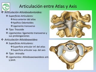 Articulación entre Atlas y Axis
 Articulación Atloidoodontoidea:
    Superficies Articulares:
       Arco anterior del atlas
       Apófisis Odontoides
       Ligamento transverso
    Tipo: Trocoide
    Ligamentos: ligamento transverso y
     sus prolongaciones
 Articulación Atloidoaxoidea:
    Superficies Articulares:
       Superficie articular inf. del atlas
       Superficie articular sup. del axis
    Tipo: Artrodia
    Ligamentos: Atloidoaxoiaxoideos ant.
     y post.
 