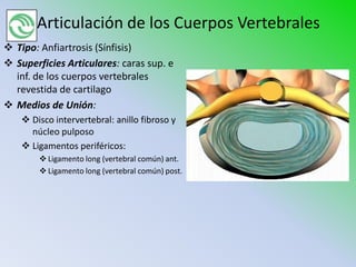 Articulación de los Cuerpos Vertebrales
 Tipo: Anfiartrosis (Sínfisis)
 Superficies Articulares: caras sup. e
  inf. de los cuerpos vertebrales
  revestida de cartilago
 Medios de Unión:
     Disco intervertebral: anillo fibroso y
      núcleo pulposo
     Ligamentos periféricos:
         Ligamento long (vertebral común) ant.
         Ligamento long (vertebral común) post.
 