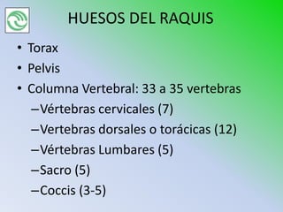 HUESOS DEL RAQUIS
• Torax
• Pelvis
• Columna Vertebral: 33 a 35 vertebras
   –Vértebras cervicales (7)
   –Vertebras dorsales o torácicas (12)
   –Vértebras Lumbares (5)
   –Sacro (5)
   –Coccis (3-5)
 