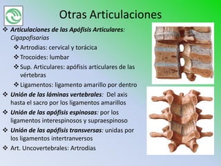 Otras Articulaciones
 Articulaciones de las Apófisis Articulares:
  Cigapofisarias
     Artrodias: cervical y torácica
     Trocoides: lumbar
     Sup. Articulares: apófisis articulares de las
      vértebras
     Ligamentos: ligamento amarillo por dentro
 Unión de las láminas vertebrales: Del axis
  hasta el sacro por los ligamentos amarillos
 Unión de las apófisis espinosas: por los
  ligamentos interespinosos y supraespinoso
 Unión de las apófisis transversas: unidas por
  los ligamentos intertranversos
 Art. Uncovertebrales: Artrodias
 