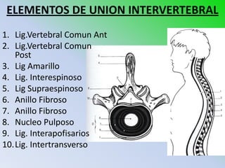 ELEMENTOS DE UNION INTERVERTEBRAL
1. Lig.Vertebral Comun Ant
2. Lig.Vertebral Comun
   Post
3. Lig Amarillo
4. Lig. Interespinoso
5. Lig Supraespinoso
6. Anillo Fibroso
7. Anillo Fibroso
8. Nucleo Pulposo
9. Lig. Interapofisarios
10.Lig. Intertransverso
 