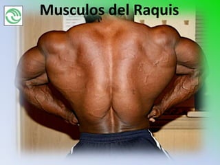 Musculos del Raquis
 