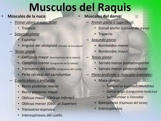 Musculos del Raquis
• Músculos de la nuca:                             • Músculos del dorso:
   – Primer plano o superficial:                          – Primer plano o superficial:
       • Trapecio                                             • Dorsal ancho (Latísimo del dorso)
   – Segundo plano:                                           • Trapecio
       • Esplenio                                         – Segundo plano:
       • Angular del omóplato (Elevador de la escápula)       • Romboides menor
   – Tercer plano:                                            • Romboides mayor
       • Complejo mayor (Semiespinoso de la cabeza)       – Tercer plano:
       • Complejo menor (Longuisimo de la cabeza)             • Serrato menor posterosuperior
       • Transverso del cuello (Longuisimo del cuello)        • Serrato menor posteroinferior
       • Parte cervical del sacrolumbar                   – Plano profundo o músculos espinales:
   – Cuarto plano o profundo:                                 • Masa común:
       • Recto posterior menor                                     – Transverso espinoso (Multífido)
       • Recto posterior mayor                                     – Dorsal largo (Longuisimo torácico)
       • Oblicuo mayor (Oblícuo Inferior)                          – Sacrolumbar o iliocostal
       • Oblicuo menor (Oblícuo Superior)                     • Epiespinoso (Espinoso del torax)
       • Transverso espinoso                                  • Interespinosos
       • Interespinosos del cuello
 