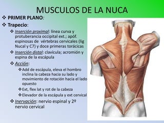 MUSCULOS DE LA NUCA
 PRIMER PLANO:
 Trapecio:
   Inserción proximal: línea curva y
    protuberancia occipital ext.; apóf.
    espinosas de vértebras cervicales (lig
    Nucal y C7) y doce primeras torácicas
   Inserción distal: clavícula; acromión y
    espina de la escápula
   Acción:
      Add de escápula, eleva el hombro
       inclina la cabeza hacia su lado y
       movimiento de rotación hacia el lado
       opuesto
      Ext, flex lat y rot de la cabeza
      Elevador de la escápula y ext cervical
   Inervación: nervio espinal y 2º
    nervio cervical
 