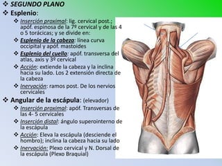  SEGUNDO PLANO
 Esplenio:
    Inserción proximal: lig. cervical post.;
     apóf. espinosa de la 7º cervical y de las 4
     o 5 torácicas; y se divide en:
    Esplenio de la cabeza: línea curva
     occipital y apóf. mastoides
    Esplenio del cuello: apóf. transversa del
     atlas, axis y 3º cervical
    Acción: extiende la cabeza y la inclina
     hacia su lado. Los 2 extensión directa de
     la cabeza
    Inervación: ramos post. De los nervios
     cervicales
 Angular de la escápula: (elevador)
    Inserción proximal: apóf. Transversas de
     las 4- 5 cervicales
    Inserción distal: ángulo superointerno de
     la escápula
    Acción: Eleva la escápula (desciende el
     hombro); inclina la cabeza hacia su lado
    Inervación: Plexo cervical y N. Dorsal de
     la escápula (Plexo Braquial)
 