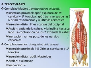  TERCER PLANO
 Complexo Mayor: (Semiespinoso de la Cabeza)
   Inserción proximal: apóf. espinosa de 7º
    cervical y 1º torácica; apóf. transversas de las 5-
    6 primeras torácicas y 4 últimas cervicales
   Inserción distal: líneas curvas del occipital
   Acción: extiende la cabeza y la inclina hacia su
    lado. La contracción de los 2 extiende la cabeza
   Inervación: ramos post. de los nervios
    cervicales
 Complexo menor: (Longuísimo de la cabeza)
   Inserción proximal: 4-5 últimas cervicales y 1º
    torácica
   Inserción distal: apóf. Mastoides
   Acción: = al mayor
   Inervación: =
 