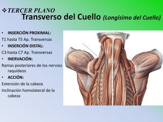 TERCER PLANO
          Transverso del Cuello (Longísimo del Cuello)
• INSERCIÓN PROXIMAL:
T1 hasta T5 Ap. Transversas
• INSERCIÓN DISTAL:
C3 hasta C7 Ap. Transversas
• INERVACIÓN:
Ramas posteriores de los nervios
    raquídeos
• ACCIÓN:
Extensión de la cabeza
Inclinación homolateral de la
    cabeza
 