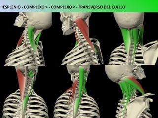 •ESPLENIO - COMPLEXO > - COMPLEXO < - TRANSVERSO DEL CUELLO
 