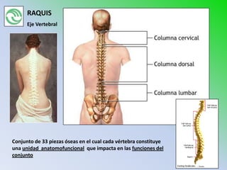RAQUIS
      Eje Vertebral




Conjunto de 33 piezas óseas en el cual cada vértebra constituye
una unidad anatomofuncional que impacta en las funciones del
conjunto
 