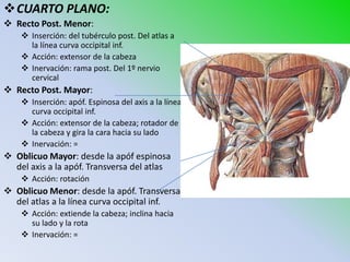 CUARTO PLANO:
 Recto Post. Menor:
     Inserción: del tubérculo post. Del atlas a
      la línea curva occipital inf.
     Acción: extensor de la cabeza
     Inervación: rama post. Del 1º nervio
      cervical
 Recto Post. Mayor:
     Inserción: apóf. Espinosa del axis a la línea
      curva occipital inf.
     Acción: extensor de la cabeza; rotador de
      la cabeza y gira la cara hacia su lado
     Inervación: =
 Oblicuo Mayor: desde la apóf espinosa
  del axis a la apóf. Transversa del atlas
     Acción: rotación
 Oblicuo Menor: desde la apóf. Transversa
  del atlas a la línea curva occipital inf.
     Acción: extiende la cabeza; inclina hacia
      su lado y la rota
     Inervación: =
 