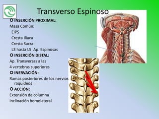 Transverso Espinoso
 INSERCIÓN PROXIMAL:
Masa Común:
 EIPS
 Cresta Iliaca
 Cresta Sacra
 L3 hasta L5 Ap. Espinosas
 INSERCIÓN DISTAL:
Ap. Transversas a las
4 vertebras superiores
 INERVACIÓN:
Ramas posteriores de los nervios
   raquídeos
 ACCIÓN:
Extensión de columna
Inclinación homolateral
 