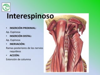 Interespinoso
• INSERCIÓN PROXIMAL:
Ap. Espinosa
• INSERCIÓN DISTAL:
Ap. Espinosa
• INERVACIÓN:
Ramas posteriores de los nervios
   raquídeos
• ACCIÓN:
Extensión de columna
 