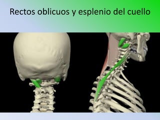 Rectos oblicuos y esplenio del cuello
 
