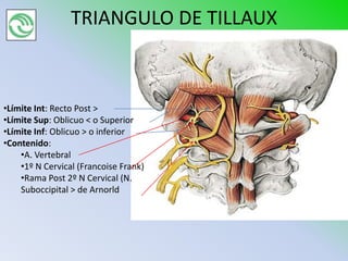 TRIANGULO DE TILLAUX



•Límite Int: Recto Post >
•Límite Sup: Oblicuo < o Superior
•Límite Inf: Oblicuo > o inferior
•Contenido:
    •A. Vertebral
    •1º N Cervical (Francoise Frank)
    •Rama Post 2º N Cervical (N.
    Suboccipital > de Arnorld
 