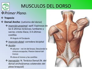 MUSCULOS DEL DORSO
Primer Plano:
 Trapecio
 Dorsal Ancho: (Latísimo del dorso)
     Inserción proximal: apóf. Espinosas de
      las 6 últimas torácicas; lumbares y
      sacras; cresta ilíaca; 3-4 últimas
      costillas
         Ángulo inf Escápula
     Inserción distal: corredera bicipital
     Acción:
         aductor - rot int del brazo; Desciende la
          cintura escapular, Flexion lateral del
          tronco
         eleva el tronco y las costillas
     Inervación: N. Torácico Dorsal (N. del
      dorsal ancho)(ramas colaterales del
      plexo braquial)
 