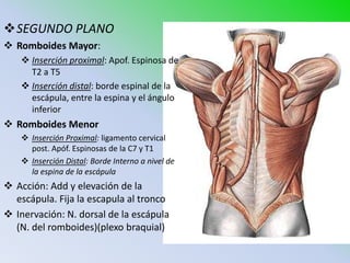 SEGUNDO PLANO
 Romboides Mayor:
     Inserción proximal: Apof. Espinosa de
      T2 a T5
     Inserción distal: borde espinal de la
      escápula, entre la espina y el ángulo
      inferior
 Romboides Menor
     Inserción Proximal: ligamento cervical
      post. Apóf. Espinosas de la C7 y T1
     Inserción Distal: Borde Interno a nivel de
      la espina de la escápula
 Acción: Add y elevación de la
  escápula. Fija la escapula al tronco
 Inervación: N. dorsal de la escápula
  (N. del romboides)(plexo braquial)
 