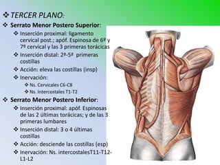 TERCER PLANO:
 Serrato Menor Postero Superior:
    Inserción proximal: ligamento
     cervical post.; apóf. Espinosa de 6º y
     7º cervical y las 3 primeras torácicas
    Inserción distal: 2ª-5ª primeras
     costillas
    Acción: eleva las costillas (insp)
    Inervación:
        Ns. Cervicales C6-C8
        Ns. Intercostales T1-T2
 Serrato Menor Postero Inferior:
    Inserción proximal: apóf. Espinosas
     de las 2 últimas torácicas; y de las 3
     primeras lumbares
    Inserción distal: 3 o 4 últimas
     costillas
    Acción: desciende las costillas (esp)
    Inervación: Ns. intercostalesT11-T12-
     L1-L2
 