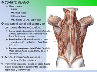 CUARTO PLANO:
     Masa común:
         EIPS
        Cresta Iliaca
        Cresta Sacra
        L3 hasta L5 Ap. Espinosas
 ocupan el canal del sacro y se
  compone de los músculos:
     Dorsal Largo: (Longuisimo torácico) desde
      la masa común hasta la 2º costilla y Ap.
      Trans Torácicas y Lumbares
     Sacrolumbar o Iliocostal: desde la masa
      común hasta V. Lumbares – Costillas –
      C7 - C3
     Transverso espinoso (Multífido): Desde la
      Masa común hasta las ap transv de las 4
      vertebras sup
 Acción: Extensión de columna +
        Inclinación homolateral
 Transverso Espinoso: desde el sacro hasta
  el axis ocupando el canal entre las apóf.
  espinosas y transversas
 