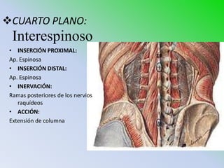 CUARTO PLANO:
  Interespinoso
 • INSERCIÓN PROXIMAL:
 Ap. Espinosa
 • INSERCIÓN DISTAL:
 Ap. Espinosa
 • INERVACIÓN:
 Ramas posteriores de los nervios
    raquídeos
 • ACCIÓN:
 Extensión de columna
 