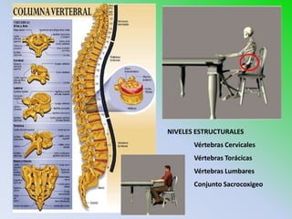 NIVELES ESTRUCTURALES
       Vértebras Cervicales
       Vértebras Torácicas
       Vértebras Lumbares
       Conjunto Sacrocoxigeo
 