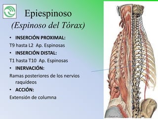 Epiespinoso
(Espinoso del Tórax)
• INSERCIÓN PROXIMAL:
T9 hasta L2 Ap. Espinosas
• INSERCIÓN DISTAL:
T1 hasta T10 Ap. Espinosas
• INERVACIÓN:
Ramas posteriores de los nervios
   raquídeos
• ACCIÓN:
Extensión de columna
 