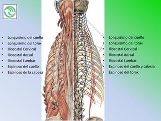 •   Longuisimo del cuello   •   Longuisimo del cuello
•   Longuisimo del tórax    •   Longuisimo del tórax
•   Iliocostal Cervical     •   Iliocostal Cervical
•   Iliocostal dorsal       •   Iliocostal dorsal
•   Iliocostal Lumbar       •   Iliocostal Lumbar
•   Espinoso del cuello     •   Espinoso del cuello y cabeza
•   Espinoso de la cabeza   •   Espinoso del torax
 