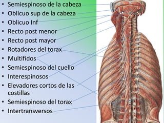 • Semiespinoso de la cabeza
• Oblícuo sup de la cabeza
• Oblicuo Inf
• Recto post menor
• Recto post mayor
• Rotadores del torax
• Multifidos
• Semiespinoso del cuello
• Interespinosos
• Elevadores cortos de las
  costillas
• Semiespinoso del torax
• Intertransversos
 