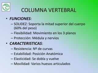 COLUMNA VERTEBRAL
• FUNCIONES:
  – SOLIDEZ: Soporta la mitad superior del cuerpo
    (60% del peso)
  – Flexibilidad: Movimiento en los 3 planos
  – Protección: Médula y nervios
• CARACTERISTICAS:
  – Resistencia: Nº de curvas
  – Estabilidad: Posición Anatómica
  – Elasticidad: Se dobla y vuelve
  – Movilidad: Varios huesos articulados
 