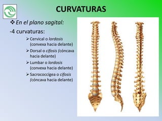 CURVATURAS
En el plano sagital:
-4 curvaturas:
       Cervical o lordosis
        (convexa hacia delante)
       Dorsal o cifosis (cóncava
        hacia delante)
       Lumbar o lordosis
        (convexa hacia delante)
       Sacrococcígea o cifosis
        (cóncava hacia delante)
 