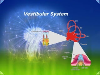 Vestibular System
 