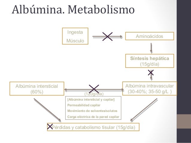 Hemoderivados (III): Albúmina