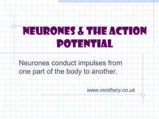 Neurones & the Action
      Potential
Neurones conduct impulses from
one part of the body to another.

                    www.mrothery.co.uk
 