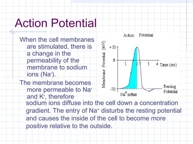 05d neurones & the action potential | PPT | Chemistry | Science