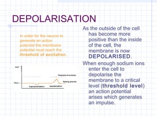 05d neurones & the action potential | PPT
