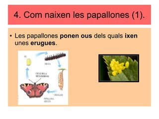4. Com naixen les papallones (1).
● Les papallones ponen ous dels quals ixen
unes erugues.
 