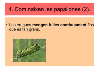 4. Com naixen les papallones (2).
● Les erugues mengen fulles contínuament fins
que es fan grans.
 