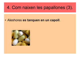 4. Com naixen les papallones (3).
● Aleshores es tanquen en un capoll.
 