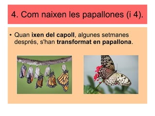 4. Com naixen les papallones (i 4).
● Quan ixen del capoll, algunes setmanes
després, s'han transformat en papallona.
 