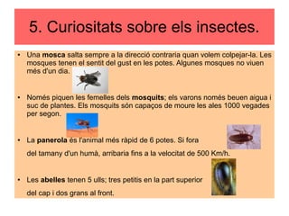 5. Curiositats sobre els insectes.
● Una mosca salta sempre a la direcció contraria quan volem colpejar-la. Les
mosques tenen el sentit del gust en les potes. Algunes mosques no viuen
més d'un dia.
● Només piquen les femelles dels mosquits; els varons només beuen aigua i
suc de plantes. Els mosquits són capaços de moure les ales 1000 vegades
per segon.
● La panerola és l'animal més ràpid de 6 potes. Si fora
del tamany d'un humà, arribaria fins a la velocitat de 500 Km/h.
● Les abelles tenen 5 ulls; tres petitis en la part superior
del cap i dos grans al front.
 