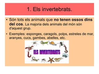 1. Els invertebrats.
● Són tots els animals que no tenen ossos dins
del cos. La majoria dels animals del món són
d'aquest grup.
● Exemples: esponges, caragols, polps, estreles de mar,
aranyes, cucs, gambes, abelles, etc.
 