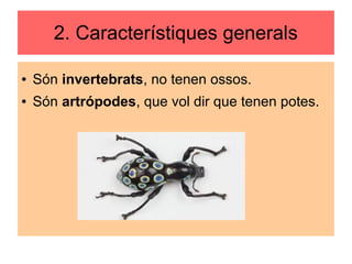 2. Característiques generals
● Són invertebrats, no tenen ossos.
● Són artrópodes, que vol dir que tenen potes.
 