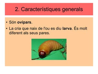 2. Característiques generals
● Són ovípars.
● La cria que naix de l'ou es diu larva. És molt
diferent als seus pares.
 