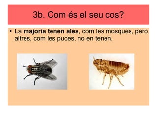 3b. Com és el seu cos?
● La majoria tenen ales, com les mosques, però
altres, com les puces, no en tenen.
 